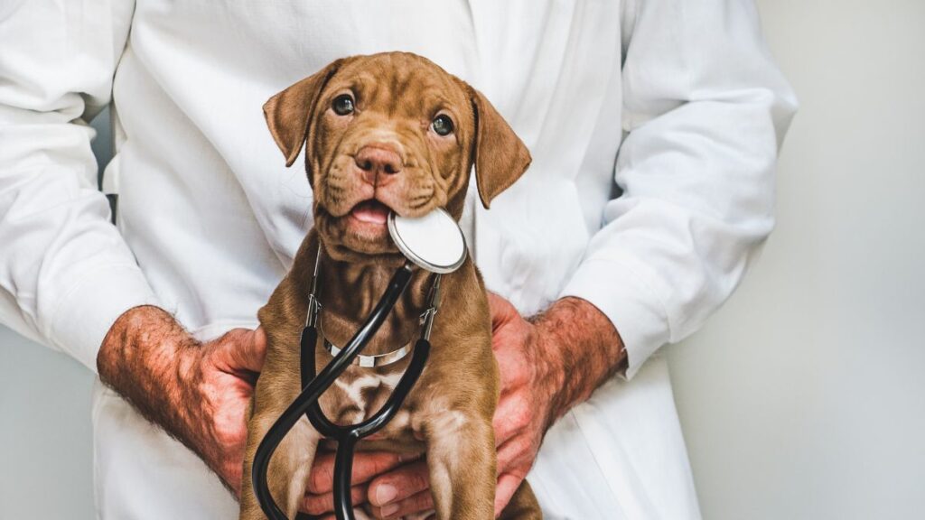 Como Abrir uma Clínica Veterinária de Sucesso: Guia Completo