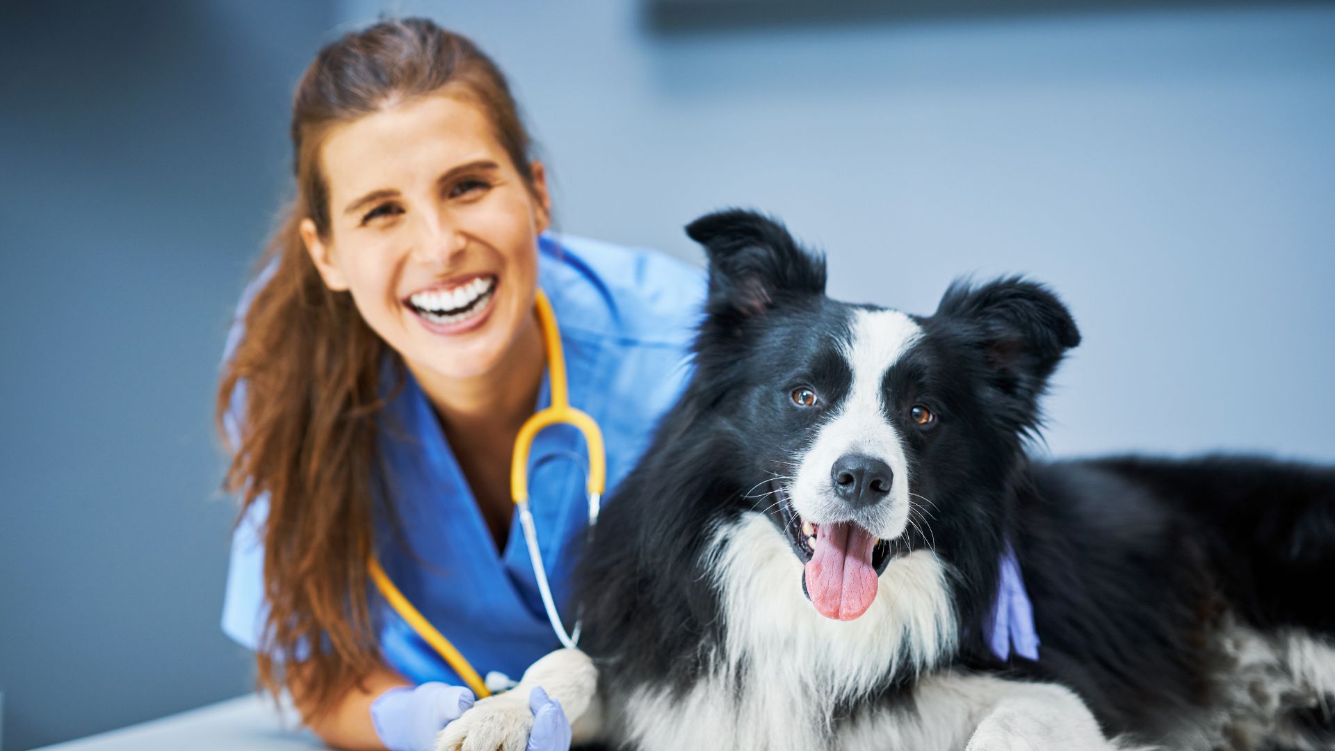 Contabilidade para Clínica Veterinária - PetCont