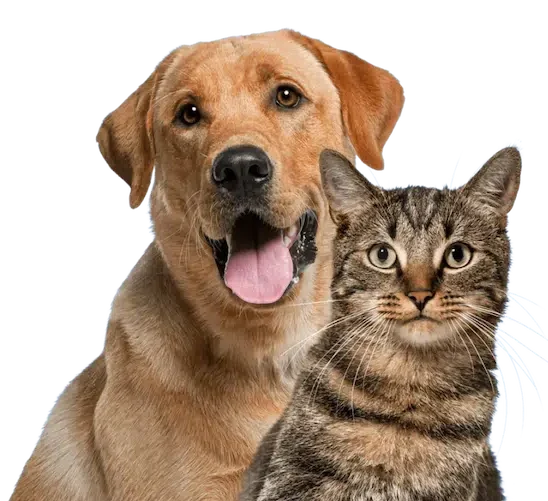 Pet Cont Contabilidade para Clinicas Veterinárias e Pet